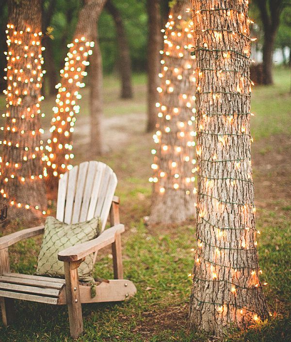 Lighted Tree Trunks Picture